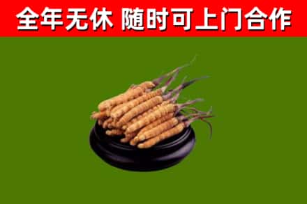 察雅县回收散虫草