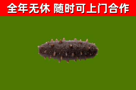 察雅县回收海参干